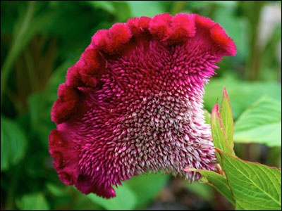 Pink celosia flower showing the cockcomb shape
