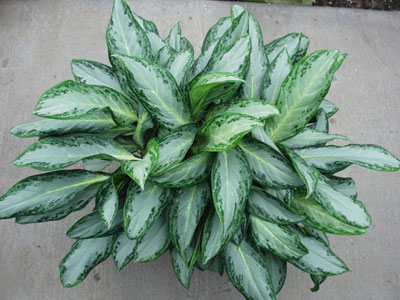 aglaonema plant with variegated white and green leave