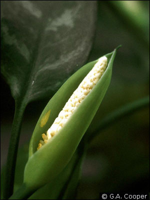 Flower of aglaonema resembles a tiny cob of white corn with a green sheath