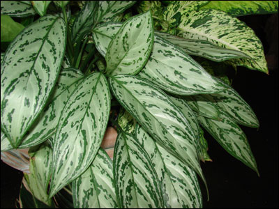 Another variegated aglaonema but a different pattern of white and green