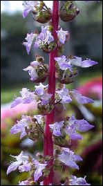 Coleus flower