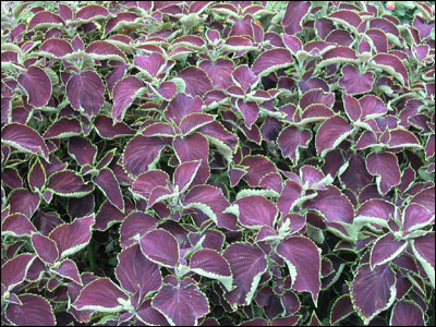 Purple coleus