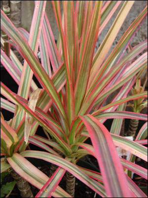 Plant ID: Flowers and Foliage: Dracaena Marginata - Florida Master ...
