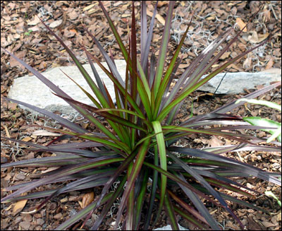 Dracaena marginata plant