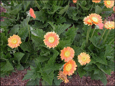 Gerbera daisy plant 'Premium Patio Peach'