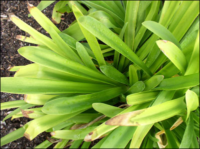 Lily of the Nile foliage