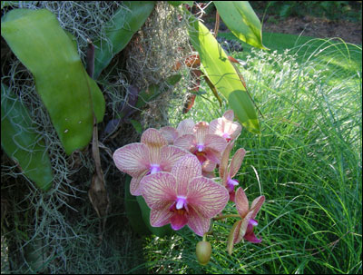 Moth orchid with foliage on tree