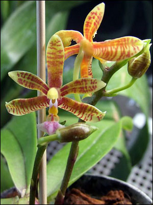 Orange striped moth orchid
