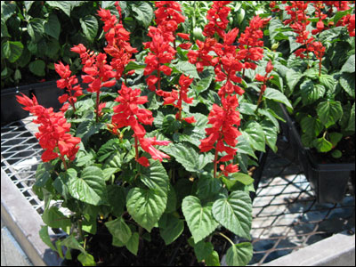 Red annual salvia plants