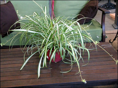 A potted spiderplant