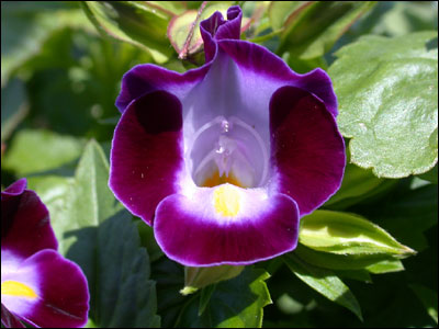 Torenia flower