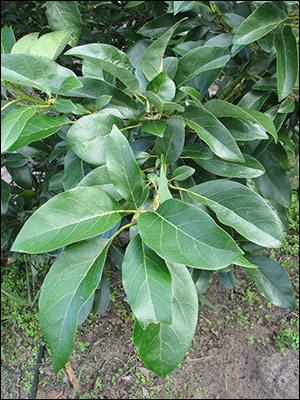 Foliage of avocado tree