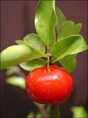 Barbados cherry