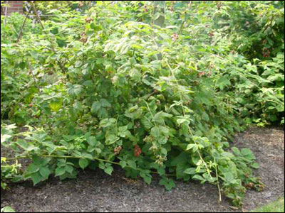 wild blackberry vines