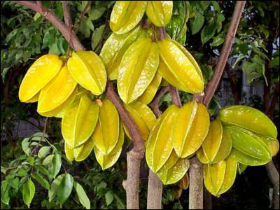 Carambola fruit on tree
