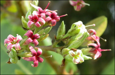 Cashew flowers