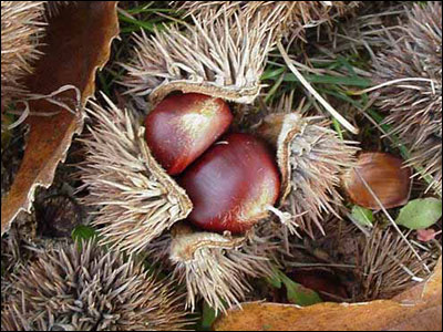 Chestnuts in opened husk