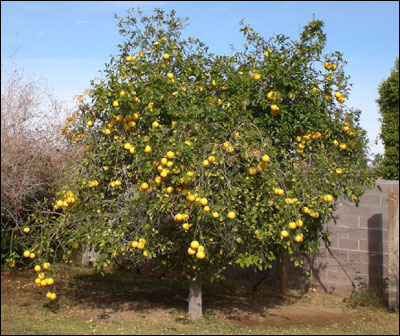 pomelo tree
