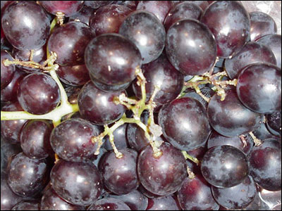 Purple grapes