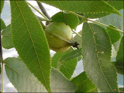 Hickory nut still in green husk on branch