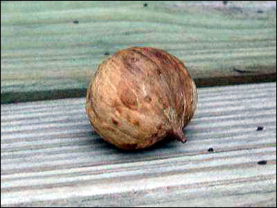 Hickory nut without shell