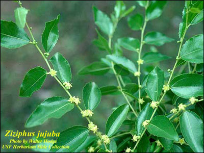 Flowers of Chinese jujube tree