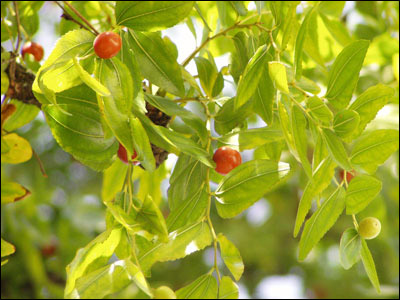 Foliage and fruit of Chinese jujube