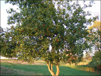 Chinese jujube tree