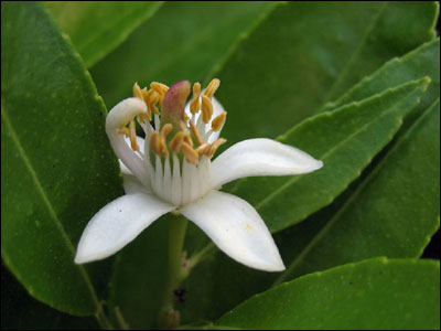 Key lime flower