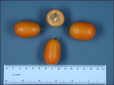 Kumquats with one cut open