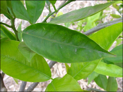 Kumquat leaf