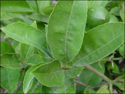 Lemon leaves