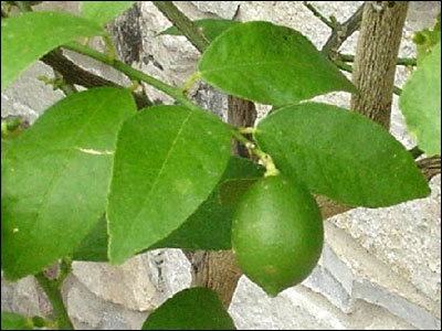 Lime foliage and a lime