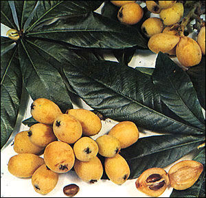 Loquat fruit and foliage