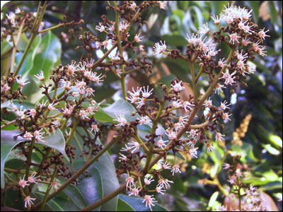 Flowers of lychee tree