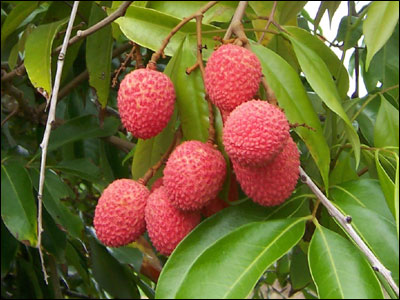 Lychee fruit and foliage