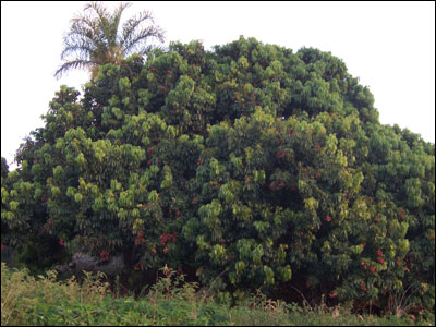 Lychee tree