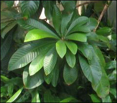 Foliage of mamey sapote