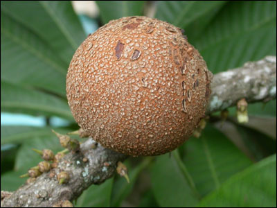 Fruit of mamey sapote