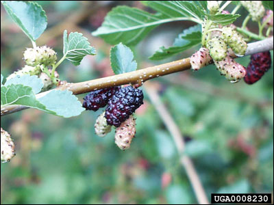 Mulberry branch with fruit