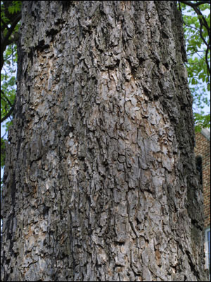 Detail of pecan bark