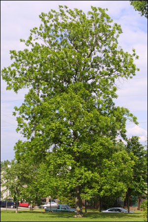 Pecan tree