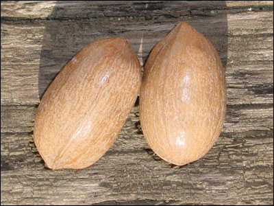 Pecans in their shell