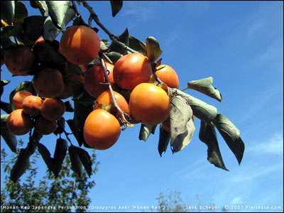 Persimmons on branch