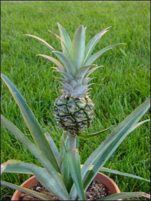 Pineapple plant with young fruit