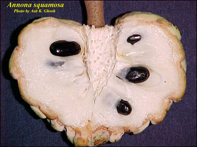 Cross section of a sugar apple