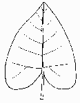 cordate leaf shape