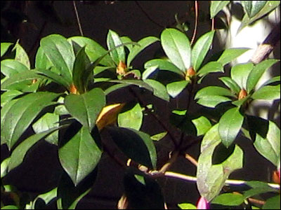 Azalea foliage