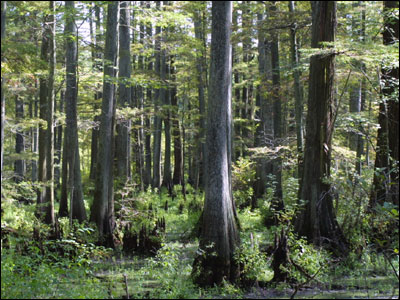 Bald cypress trees in swamp