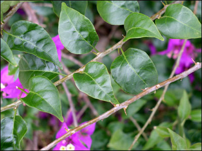 Foliage of bougainvillea